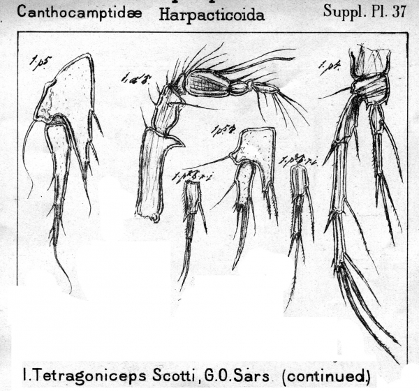 Tetragoniceps scotti from Sars, G.O. 1911 Tetragoniceps scotti from Sars, G.O. 1911