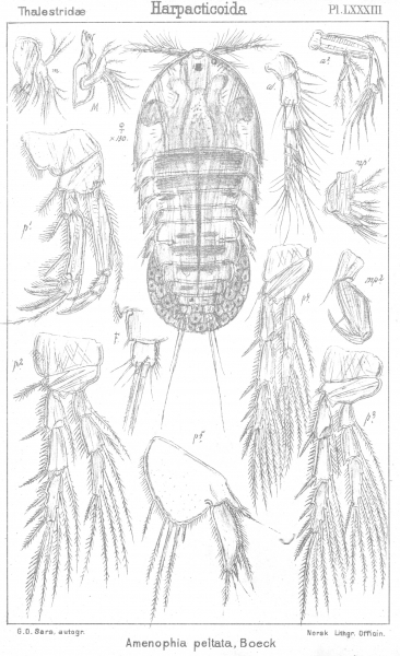Amenophia peltata from Sars, G.O. 1906 Amenophia peltata from Sars, G.O. 1906