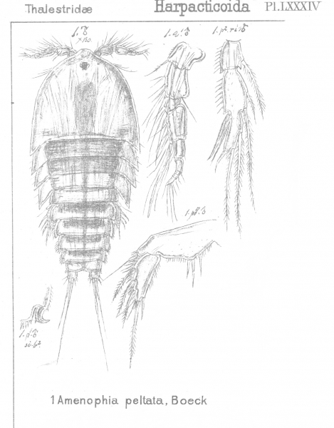 Amenophia pultata from Sars, G.O. 1906 Amenophia pultata from Sars, G.O. 1906