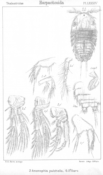 Amenophia pulchella from Sars, G.O. 1906 Amenophia pulchella from Sars, G.O. 1906