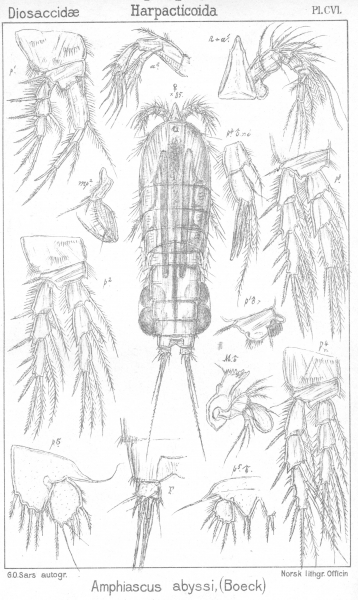 Amphiascus abyssi from Sars, G.O. 1906 Amphiascus abyssi from Sars, G.O. 1906