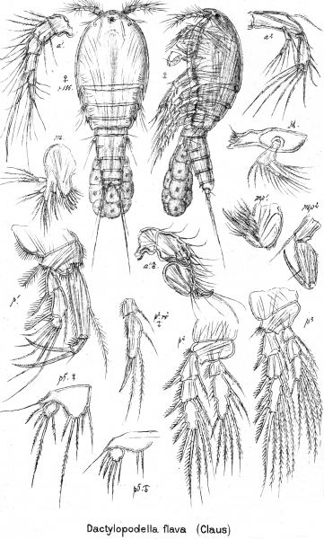Dactylopodella flava from Sars, G.O. 1906 Dactylopodella flava from Sars, G.O. 1906
