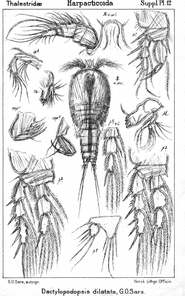 Dactylopodopsis dilatata from Sars, G.O. 1911 Dactylopodopsis dilatata from Sars, G.O. 1911