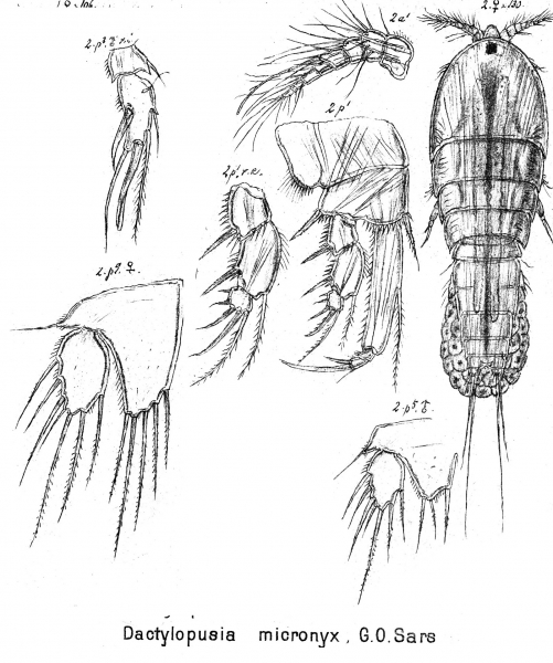 Dactylopusia micronyx from Sars, G.O. 1905 Dactylopusia micronyx from Sars, G.O. 1905