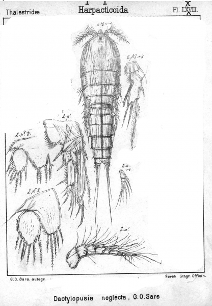 Dactylopusia neglecta from Sars, G.O. 1905 Dactylopusia neglecta from Sars, G.O. 1905