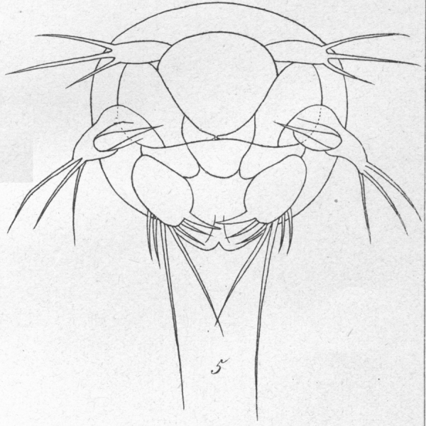 Dactylopusia tisboides from Brian, A 1921 Dactylopusia tisboides from Brian, A 1921