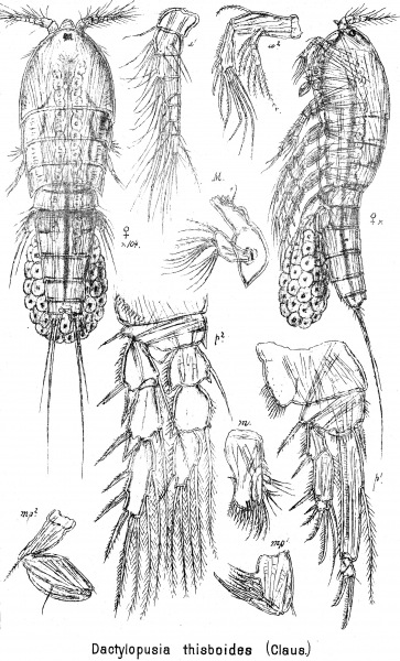 Dactylopusia tisboides from Sars, G.O. 1905 Dactylopusia tisboides from Sars, G.O. 1905