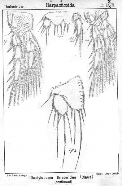 Dactylopusia tisboides from Sars, G.O. 1905 Dactylopusia tisboides from Sars, G.O. 1905