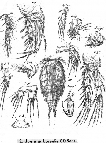 Idomene borealis from Sars, G.O. 1911 Idomene borealis from Sars, G.O. 1911