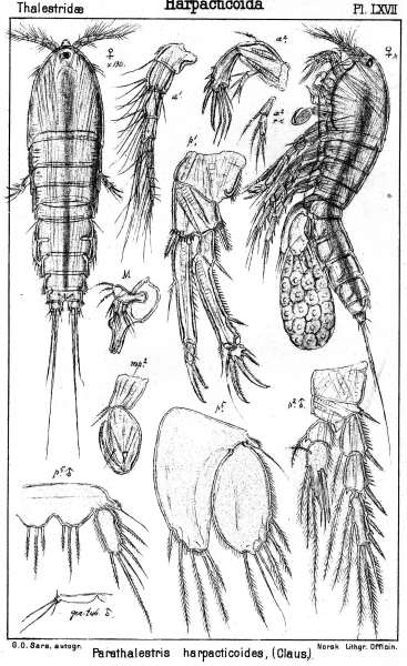 Parathalestris harpactoides from Sars, G.O. 1905 Parathalestris harpactoides from Sars, G.O. 1905