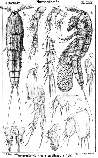 Parathalestris hibernica from Sars, G.O. 1905 Parathalestris hibernica from Sars, G.O. 1905
