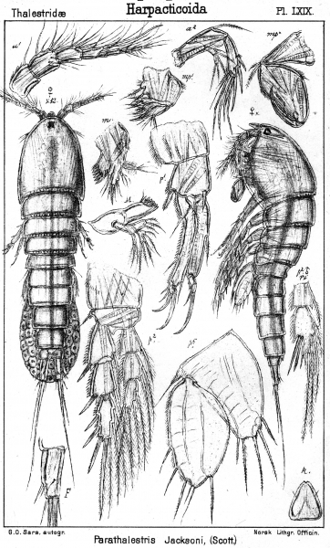 Parathalestris jacksoni from Sars, G.O. 1905 Parathalestris jacksoni from Sars, G.O. 1905