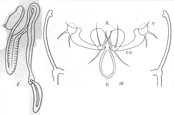 Phyllothalestris mysis from Brian, A 1921 Phyllothalestris mysis from Brian, A 1921