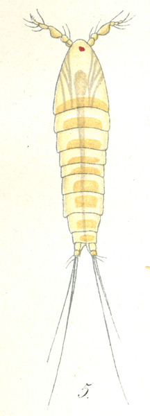 Phyllothalestris mysis from Brian, A 1921 Phyllothalestris mysis from Brian, A 1921