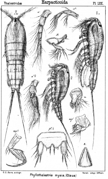 Phyllothalestris mysis from Sars, G.O. 1905 Phyllothalestris mysis from Sars, G.O. 1905
