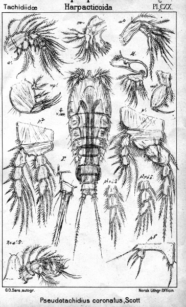 Pseudotachidius coronatus from Sars, G.O. 1909 Pseudotachidius coronatus from Sars, G.O. 1909
