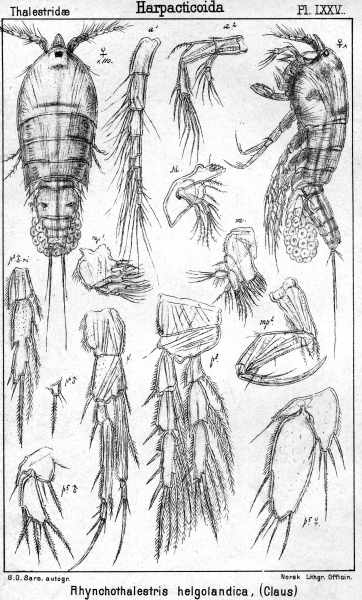 Rhynchothalestris helgolandica from Sars, G.O. 1905 Rhynchothalestris helgolandica from Sars, G.O. 1905