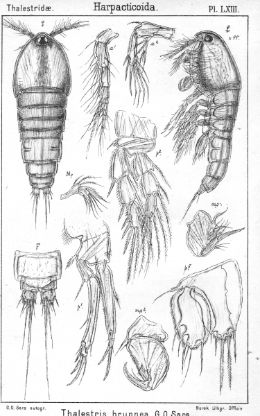 Thalestris brunnea from Sars, G.O. 1905 Thalestris brunnea from Sars, G.O. 1905