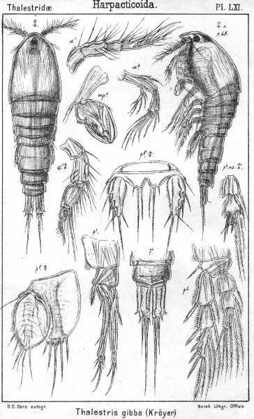 Thalestris gibba from Sars, G.O. 1905 Thalestris gibba from Sars, G.O. 1905