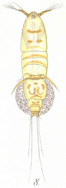 Thalestris longimana from Brian, A 1921 Thalestris longimana from Brian, A 1921