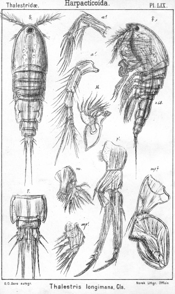 Thalestris longimana from Sars, G.O. 1905 Thalestris longimana from Sars, G.O. 1905