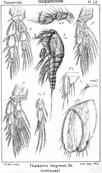 Thalestris longimana from Sars, G.O. 1905 Thalestris longimana from Sars, G.O. 1905