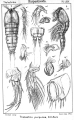 Thalestris purpurea from Sars, G.O. 1905