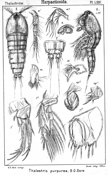 Thalestris purpurea from Sars, G.O. 1905 Thalestris purpurea from Sars, G.O. 1905