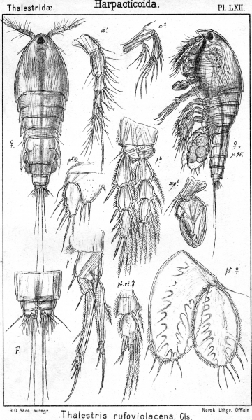 Thalestris rufoviolascens from Sars, G.O. 1905 Thalestris rufoviolascens from Sars, G.O. 1905