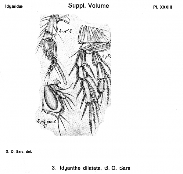 Idyanthe dilatata from Sars, G.O. 1901 Idyanthe dilatata from Sars, G.O. 1901
