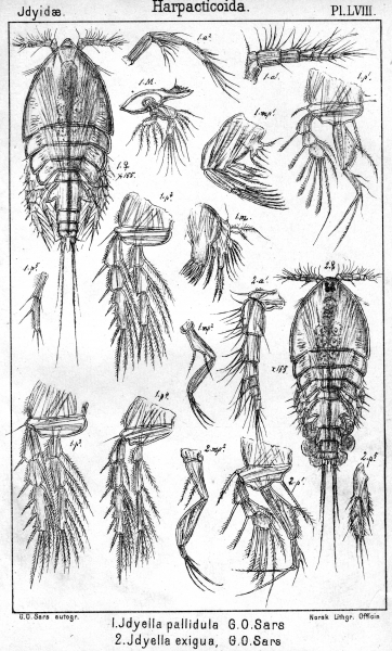 Idyella exigua from Sars, G.O. 1905 Idyella exigua from Sars, G.O. 1905