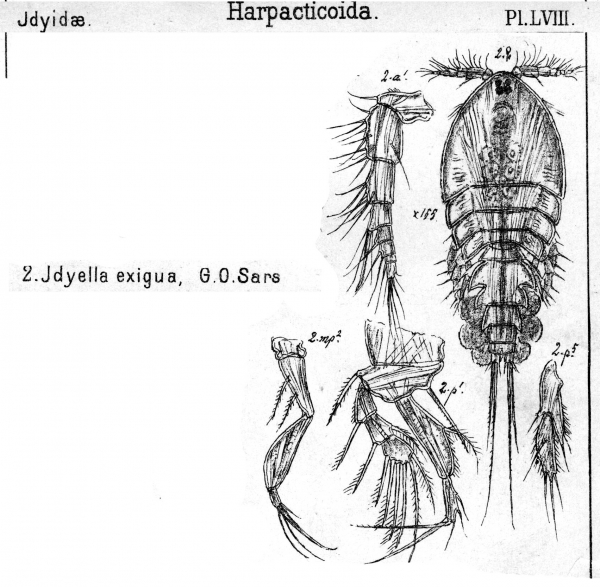 Idyella exigua from Sars, G.O. 1905 Idyella exigua from Sars, G.O. 1905