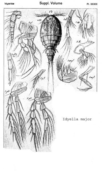Idyella major from Sars, G.O. 1920 Idyella major from Sars, G.O. 1920