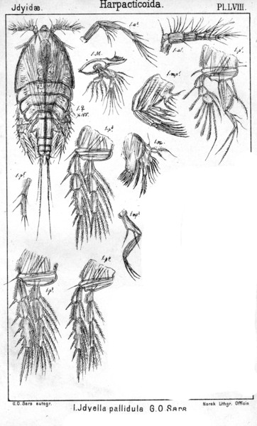 Idyella pallidula from Sars, G.O. 1905 Idyella pallidula from Sars, G.O. 1905