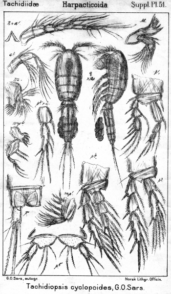 Tachidiopsis cyclopoides from Sars, G.O. 1911 Tachidiopsis cyclopoides from Sars, G.O. 1911