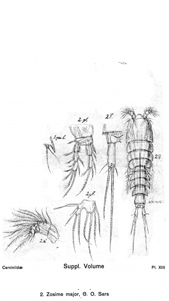 Zosime major from Sars, G.O. 1919 Zosime major from Sars, G.O. 1919