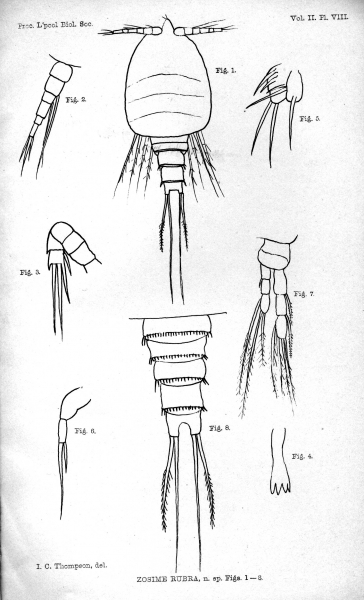 Zosime rubra from Thompson 1888 Zosime rubra from Thompson 1888