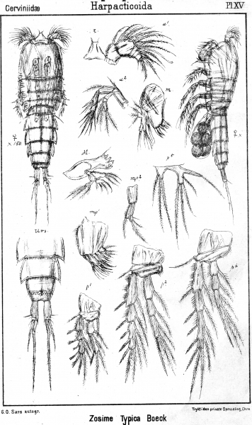 Zosime typica from Sars, G.O. 1903 Zosime typica from Sars, G.O. 1903