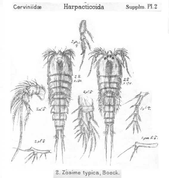 Zosime typica from Sars, G.O. 1911 Zosime typica from Sars, G.O. 1911