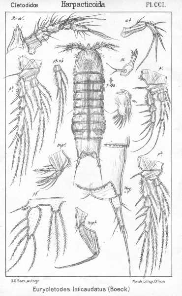 Eurycletodes laticauda from Sars, G.O. 1909 Eurycletodes laticauda from Sars, G.O. 1909