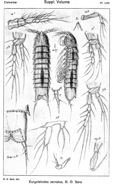 Eurycletodes serratus from Sars, G.O. 1920 Eurycletodes serratus from Sars, G.O. 1920