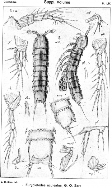 Eurycletodes aculeatus from Sars, G.O. 1920 Eurycletodes aculeatus from Sars, G.O. 1920