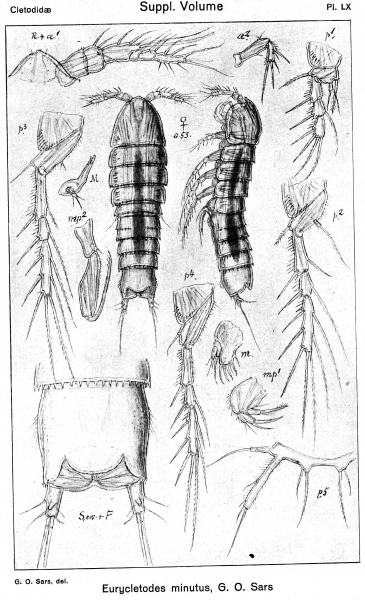 Eurycletodes minutus from Sars, G.O. 1920 Eurycletodes minutus from Sars, G.O. 1920
