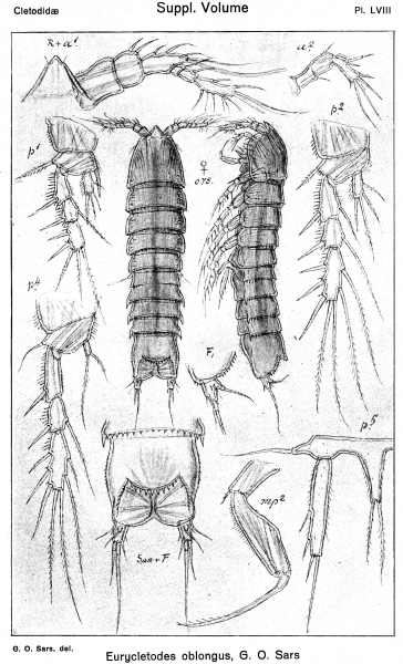 Eurycletodes oblongus from Sars, G.O. 1920 Eurycletodes oblongus from Sars, G.O. 1920