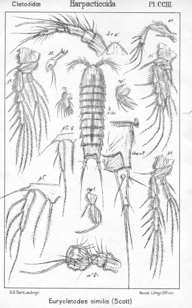 Eurycletodes similis from Sars, G.O. 1909 Eurycletodes similis from Sars, G.O. 1909