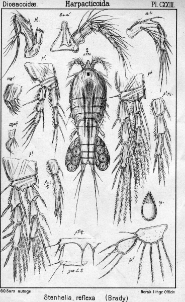 Stenhelia reflexa from Sars, G.O. 1906 Stenhelia reflexa from Sars, G.O. 1906
