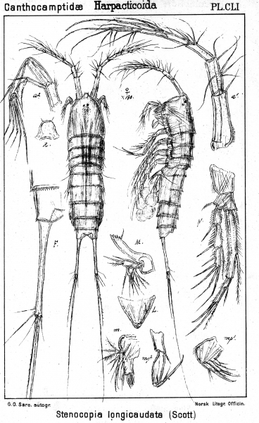 Stenocopia longicaudata from Sars, G.O. 1907 Stenocopia longicaudata from Sars, G.O. 1907