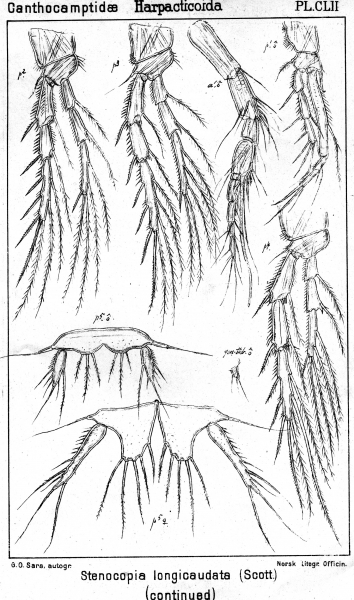 Stenocopia longicaudata from Sars, G.O. 1907 Stenocopia longicaudata from Sars, G.O. 1907