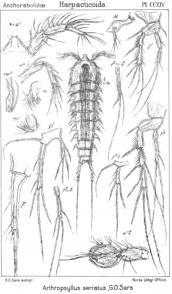 Arthropsyllus serratus from Sars, G.O. 1909 Arthropsyllus serratus from Sars, G.O. 1909