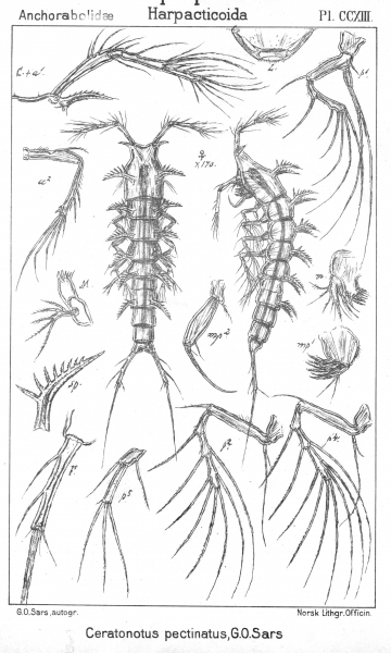 Ceratonotus pectinatus from Sars, G.O. 1909 Ceratonotus pectinatus from Sars, G.O. 1909